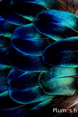 Paon bleu saphir - 6-8 cm - bleu naturel métallisé